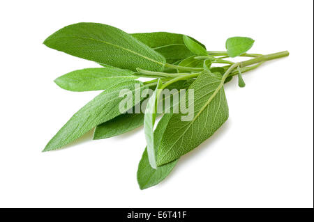 Rametto di salvia isolati su sfondo bianco Foto Stock