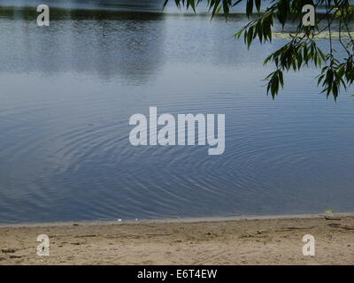 Sandpiper piccoli trampolieri a riva del fiume Foto Stock