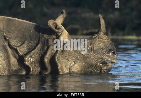 Indian Rhino - Rhinoceros unicornis Foto Stock