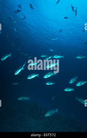 Scuola di bianco e nero snapper nelle Maldive, Oceano Indiano Foto Stock