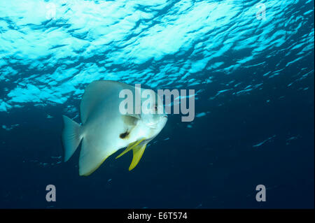 Teira batfish nelle Maldive, Oceano Indiano Foto Stock