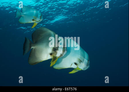 Teira batfish nelle Maldive, Oceano Indiano Foto Stock