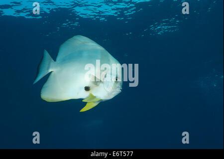 Teira batfish nelle Maldive, Oceano Indiano Foto Stock