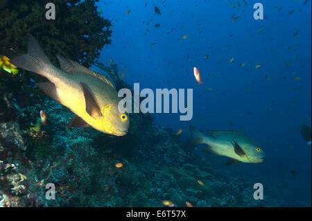 Bianco e nero snapper nelle Maldive, Oceano Indiano Foto Stock