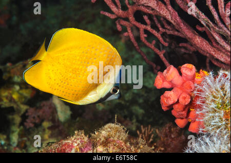 Blacklip butterflyfish nelle Maldive, Oceano Indiano Foto Stock