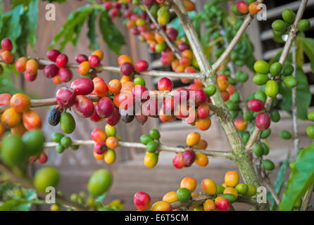 Il ramo di piante di caffè con bacche di vari colori, Repubblica Dominicana Foto Stock