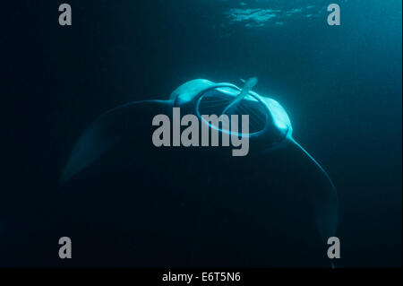 Manta gigante nelle Maldive, Oceano Indiano Foto Stock