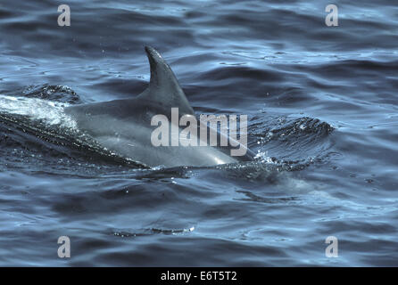 Bottiglia di delfini dal naso - Tursiops truncatus Foto Stock