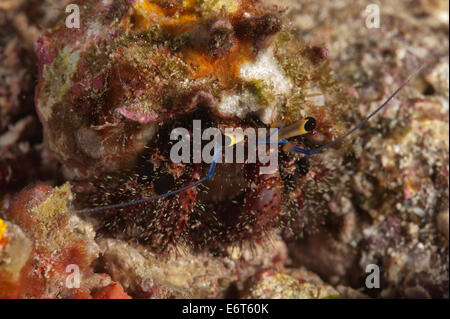 Il granchio eremita nelle Maldive, Oceano Indiano Foto Stock
