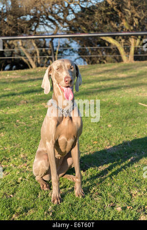 Un felice cane ansimante, seduto sul prato di un parco, guardando la telecamera, caccia di razza Weimaraner femmina Foto Stock