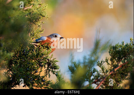 Eastern bluebird durante la migrazione di caduta Foto Stock