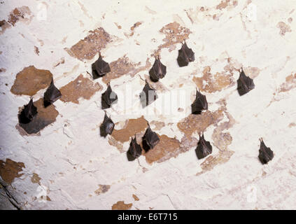 Ferro di Cavallo minore Bat - Rhinolophus hipposideros Foto Stock