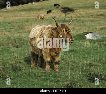 Highland Bovini - Bos primigenius Foto Stock