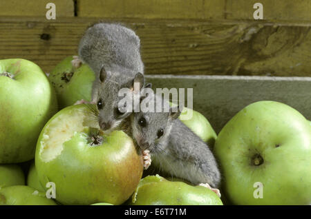 Prodotti commestibili Ghiro - Glis glis Foto Stock