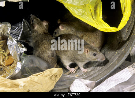 Marrone - ratto Rattus norvegicus Foto Stock