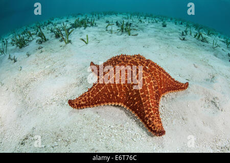 Starfish in laguna, Oreaster reticulatus, Turneffe Atoll, dei Caraibi, del Belize Foto Stock