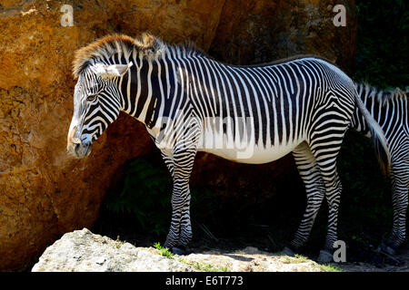 Di Grevy Zebra (Equus grevyi) nel Parco Naturale di Cabarceno, Cantabria, Spagna, Europa Foto Stock