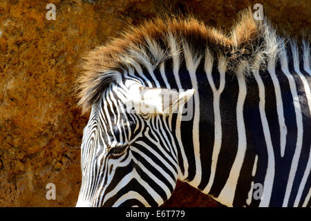 Di Grevy Zebra (Equus grevyi) nel Parco Naturale di Cabarceno, Cantabria, Spagna, Europa Foto Stock