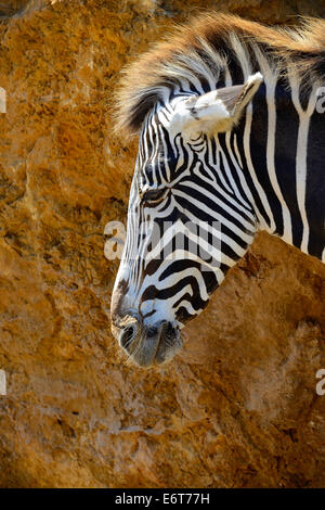 Di Grevy Zebra (Equus grevyi) nel Parco Naturale di Cabarceno, Cantabria, Spagna, Europa Foto Stock