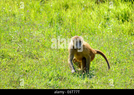 Babbuino oliva (papio anubis) nel Parco Naturale di Cabarceno, Cantabria, Spagna, Europa Foto Stock