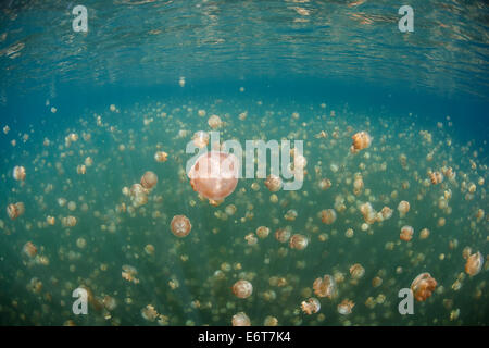 Mastigias meduse nel lago di Medusa, Mastigias papua etpisonii, Micronesia, Palau Foto Stock