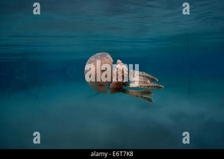 Mastigias meduse nel lago di Medusa, Mastigias papua etpisonii, Micronesia, Palau Foto Stock