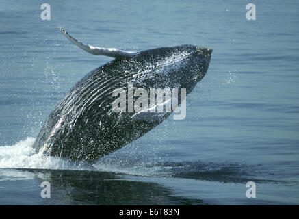 Humpback Whale - Megaptera novaeangliae Foto Stock