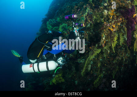 Fotografo preso immagine della variabile, Gorgonia Paramuricea clavata, Susac isola, mare Adriatico, Croazia Foto Stock