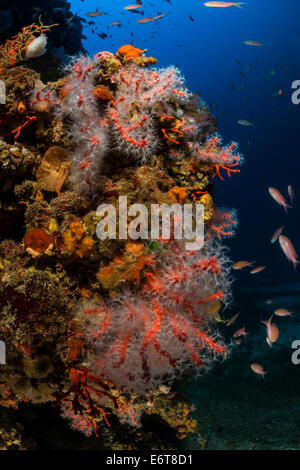 Rosso prezioso corallo, Corallium rubrum, Bisevo isola, mare Adriatico, Croazia Foto Stock