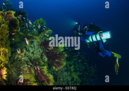 Fotografo preso immagine della variabile, Gorgonia Paramuricea clavata, Susac isola, mare Adriatico, Croazia Foto Stock