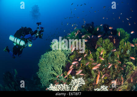 Fotografo preso immagine della variabile, Gorgonia Paramuricea clavata, Susac isola, mare Adriatico, Croazia Foto Stock