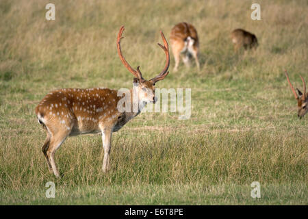 Cervi Sika - Cervus nippon Foto Stock