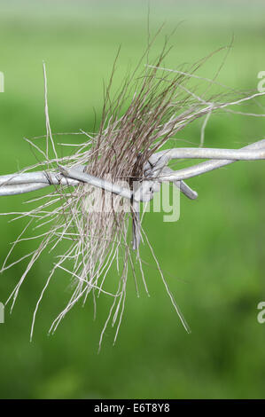 Deer Hair in Filo spinato Foto Stock