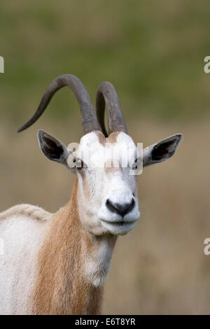 Scimitar-cornuto Oryx Oryx dammah Foto Stock