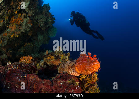 Grande pesce rosso e subacqueo, Scorpaena scrofa, isola di Lastovo, Mare Adriatico, Croazia Foto Stock