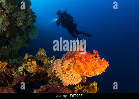 Grande pesce rosso e subacqueo, Scorpaena scrofa, isola di Lastovo, Mare Adriatico, Croazia Foto Stock