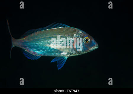 Pagello fragolino, Pagellus erythrinus, isola di Lastovo, Mare Adriatico, Croazia Foto Stock