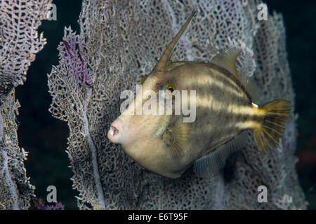 Orangespotted Filefish, Cantherhines pullus, Palm Beach, Florida, Stati Uniti d'America Foto Stock