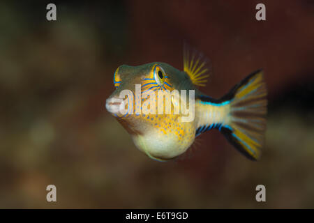 Puffer Sharpnose, Canthigaster rostrata, Palm Beach, Florida, Stati Uniti d'America Foto Stock