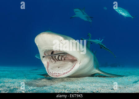 Lo squalo limone pulita da remora, Negaprion brevirostris, Caraibi, Bahamas Foto Stock