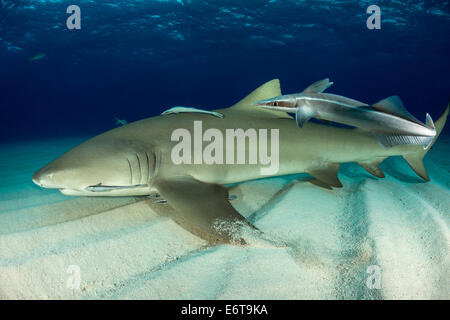 Lo squalo limone e remora, Negaprion brevirostris, Echeneis naucrates, Caraibi, Bahamas Foto Stock