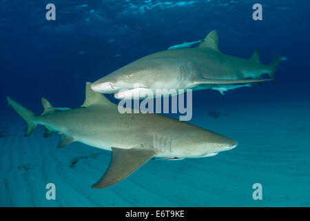 Lo squalo limone, Negaprion brevirostris, Caraibi, Bahamas Foto Stock