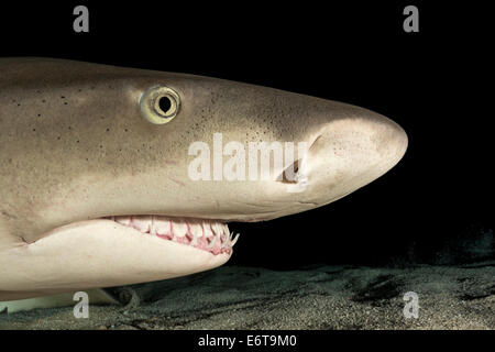 Lo squalo limone, Negaprion brevirostris, Caraibi, Bahamas Foto Stock