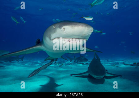 Lo squalo limone, Negaprion brevirostris, Caraibi, Bahamas Foto Stock