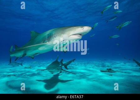 Lo squalo limone, Negaprion brevirostris, Caraibi, Bahamas Foto Stock