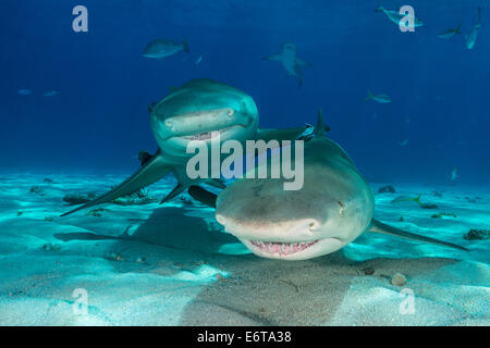 Lo squalo limone, Negaprion brevirostris, Caraibi, Bahamas Foto Stock