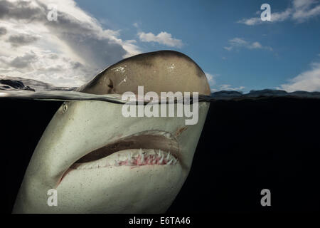 Lo squalo limone sulla superficie dell'acqua, Negaprion brevirostris, Caraibi, Bahamas Foto Stock