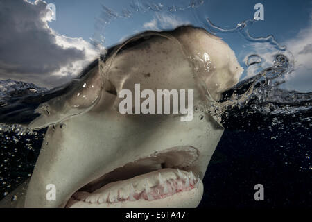 Lo squalo limone sulla superficie dell'acqua, Negaprion brevirostris, Caraibi, Bahamas Foto Stock