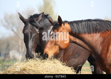 In bianco e nero e i cavalli di castagno di mangiare il fieno Foto Stock