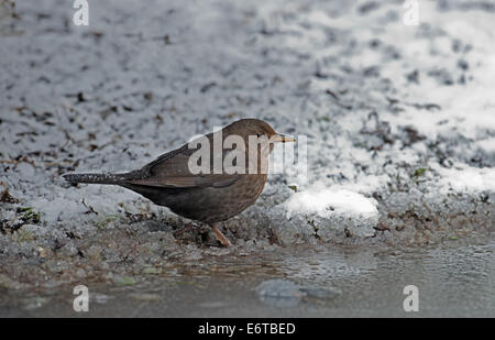 Merlo femmina- Turdus merula in cerca di cibo nella neve e nel ghiaccio. Regno Unito. Foto Stock